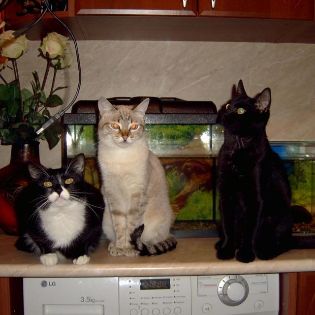 Джима (слева) Дынча и Сева