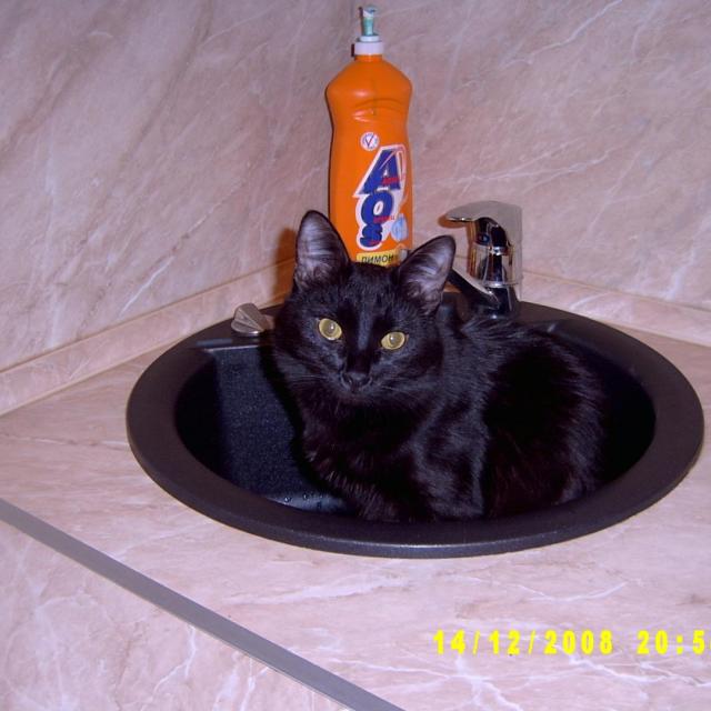 Вау! Вот это миска!!!