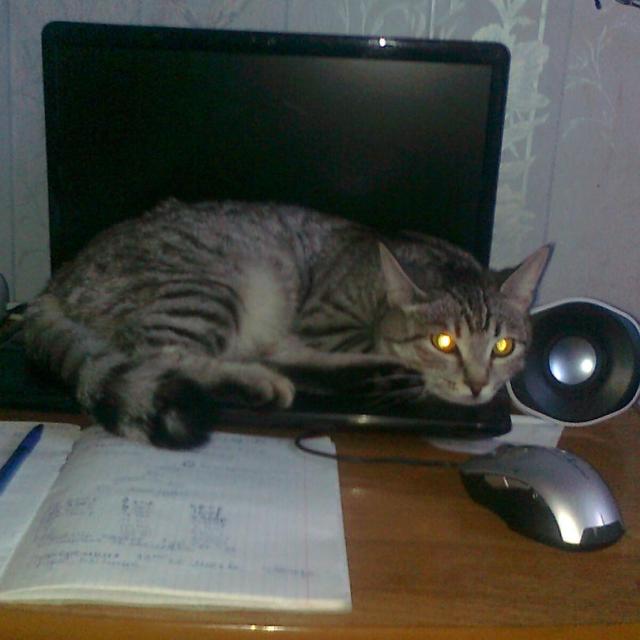 моя Соничка